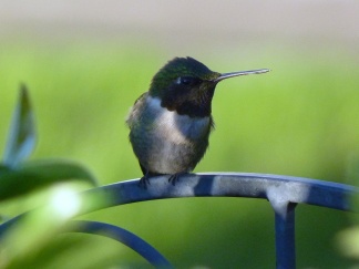 Hummingbird